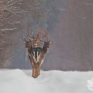 Meet your Posher, Ali